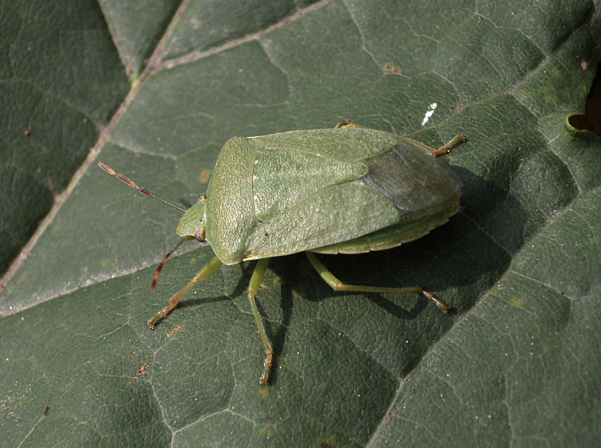 Pentatomidae: Nezara viridula della Lombardia (MB)